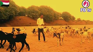 في عمل جديد إنتاج قناة فنون الدندر فيديو كليب للفنان قدورة الشريف مشاهدة طيبه نتمناها لكم 