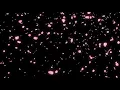 Moving rose petals