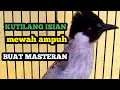 Download Lagu Burung kutilang gacor full isian Ampuh buat masteran kutilang