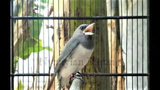 burung kekep babi gacor suara jernih siap diuji 