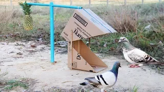 Download Smart Bird Trap Using Cardboard Blue pipe and a Pineapple fruit MP3