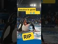 Download Lagu Horrifying Jessica Radcliffe Orca Attack Video – #jessicaradcliffe #dolphin #jessica