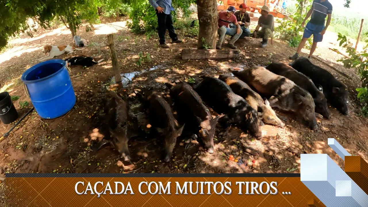 Caçada com muita adrenalina , caçada ao javali ...