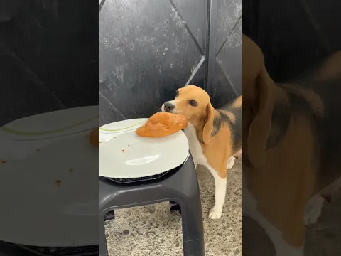 Mía se come el pan de Daniela