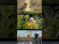 Download Lagu Surah Rahman with Urdu translation |Surah Rehman
