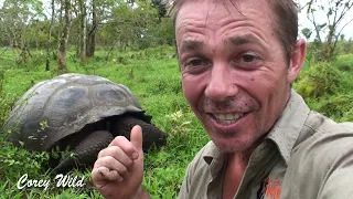 GALAPOGOS ISLANDS WILDLIFE! #iguana #tortoise #seal #sealions 