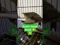 Download Lagu CUCAK KORENG || SUARA DASAR #shorts #canary #bubupatiand