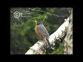 Robins Sounds, Calming, Soothing, Relaxing, Stress Relief, Sleep Sounds of Nature Ambience in Spring