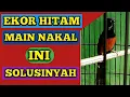 Download Lagu perawatan murai batu ekor hitam nias atau balak