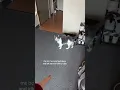 Download Lagu she’s my roommates #catoftheday #cat #kitty #kitten #catlovers #cutecat @raedownsunshine