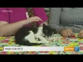 Paws for Pets Corpus Christi May 29th