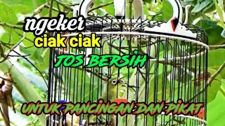 Download kecial kuning ngejos bersih ngeker nyiget ciak ciak untuk pancingan dan masteran MP3