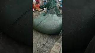 رفع شبكة الصيد الاسماك بحري وافرغها ماشاء الله 9 28  رفع شبكة الصيد الاسماك بحري وافرغها ماشاء الله 9 28