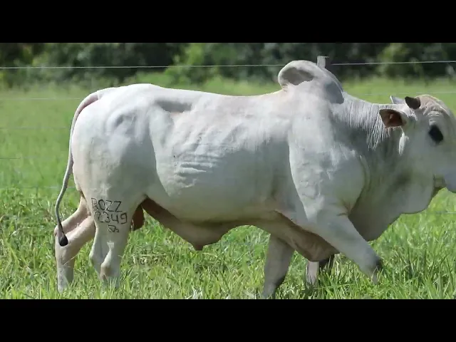 Touro Nelore ROZZ - 2349