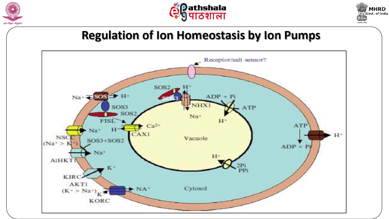 strategies adapted for abiotic stress