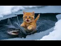 Download Lagu 😭Ginger Kitten Fell Into Ice Hole - Mama Cat Tries To Save Her
