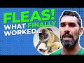 What the Flea Treatment Industry Doesn t Want Dog Owners to Know