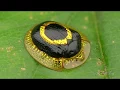 Golden Target Tortoise Beetle from Ecuador