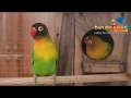Download Lagu video love bird KUSUMO setelah di kandang breeding