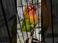 Lagu Nanang cv.ml. lovebird palamas overbirahi.