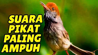 Download Suara Pikat Prenjak liar DIJAMIN Langsung Lengket Durasi panjang AMPUH 100% MP3