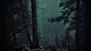 FOREST AT NIGHT Crickets Owls Rain Wind In Trees Relax Study Sleep De Stress 100 RELAX  FOREST AT NIGHT Crickets Owls Rain Wind In Trees Relax Study Sleep De Stress 100 RELAX