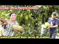 Lagu Melimpah Sekali Buahnya .PANEN BUAJ CEMPEDAK DAPAT YG SUDAH WANGI DAN MASAK
