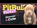 Pocket Pitbull Breed Everything you want to know about the Miniature Pitbull