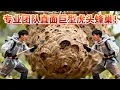 Download Lagu 连进三窝蜂，这次比想象的还要大，太刺激了！#农村生活#挖蜜