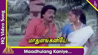 maadhulang kaniye video song sami potta mudichu tamil movie songs murali sindhu