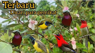 Download TERBARU DICARI PARA PEMIKAT SUARA BURUNG RIBUT. KONIN, SEPAH RAJA, SOGON, MP3