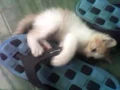 cats versus slippers-- very funny