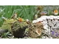 Download Lagu Tranquil Bird Song - ONE HOUR of Beautiful Birds and Bird Sounds