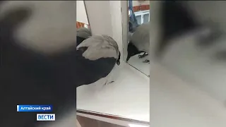 В Алтайском крае ворон научился лаять