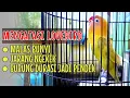 Download Lagu Cara mengatasi burung lovebird malas bunyi tidak mau ngekek