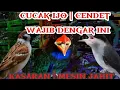 Download Lagu masteran suara kasar mudah ditiru | gereja tarung, tengkek buto dan jijing petulak