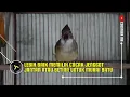 Download Lagu Cara Memilih Cucak Jenggot Jantan Untuk Masteran Murai Batu Suaranya Mantap