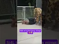 Download Lagu ternyata hanya mimpi 😅