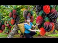Lagu After 365 Days of Waiting – Harvesting Queen Pineapples \u0026 Cooking Garlic Butter Shrimp