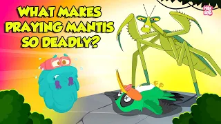 Praying Mantis - Deadliest Insect Ever Kung Fu Mantis Insects That Camouflage Dr Binocs Show