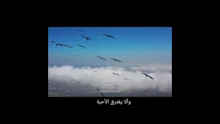                            مترجمة دندنها