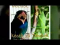 Download Lagu Masteran TOP Lovebird, pasti masuk 100%