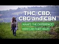 Marijuana THC vs CBD CBG CBN What s the difference What are health benefits of each