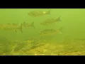 Delaware River Underwater
