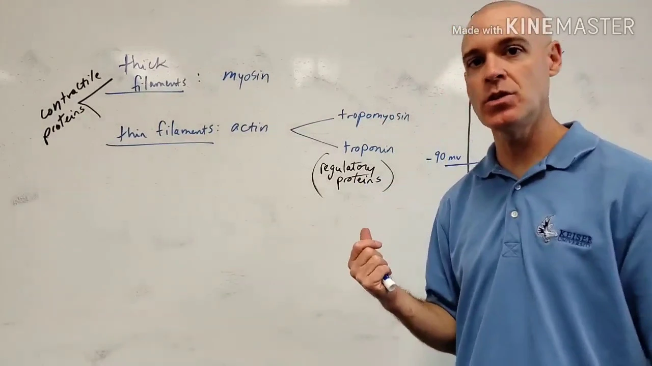 The Skeletal Muscle Action Potential