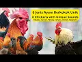 Download Lagu 6 Ayam Unik dan Langka dengan Suara Kokok yang Menakjubkan (Ketawa, Yurlov, Pelung, Tomaru, dll)