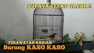 Download CARA MERAWAT BURUNG KASO KASO CEPAT GACOR || PERAWATAN BURUNG KASO KASO || TEPUS GELAGAH MP3