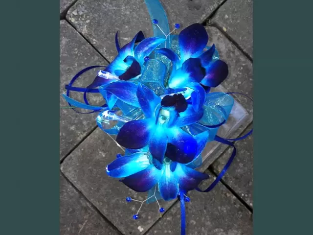 BLUE DENDROBIUM ORCHIDS IDENTIFY BREED BY PICTURE FLOWER BLUE DENDROBIUM ORCHIDS