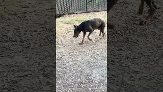 #fyp #dream #doberman #pets #youtube