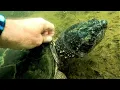 Gigantic snapping turtle allows scuba diver to pull leeches from its neck with his bare hands